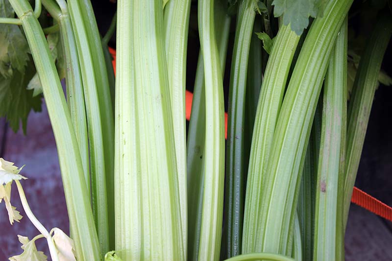 A close up horizontal image of celery stalks, some of them that have been blanched and are pale in color, others are darker.