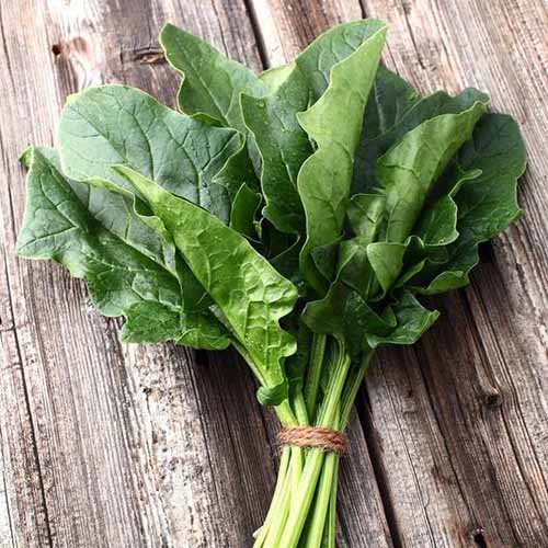 A close up square image of a bunch of 'Bloomsdale Long Standing' spinach leaves, with the stalks tied together, set on a wooden surface.