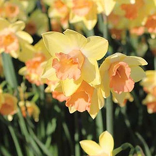 A close up square image of the bright yellow 'Blushing Lady' daffodils growing in a naturalized setting in the garden, on a soft focus background.