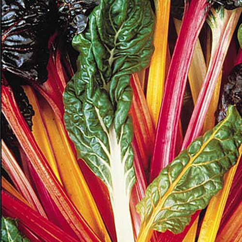 A close up square image of the brightly-colored stalks and dark green leaves of Swiss chard 'Bright Lights.'