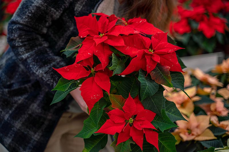 A close up horizontal image of a woman holding a potted Christmas flower with red bracts and green foliage pictured on a soft focus background.