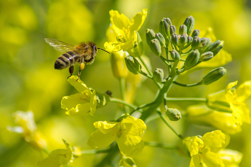 A close up horizontal image of a bee landing on a bright yellow flower, pictured in light sunshine on a soft focus background.