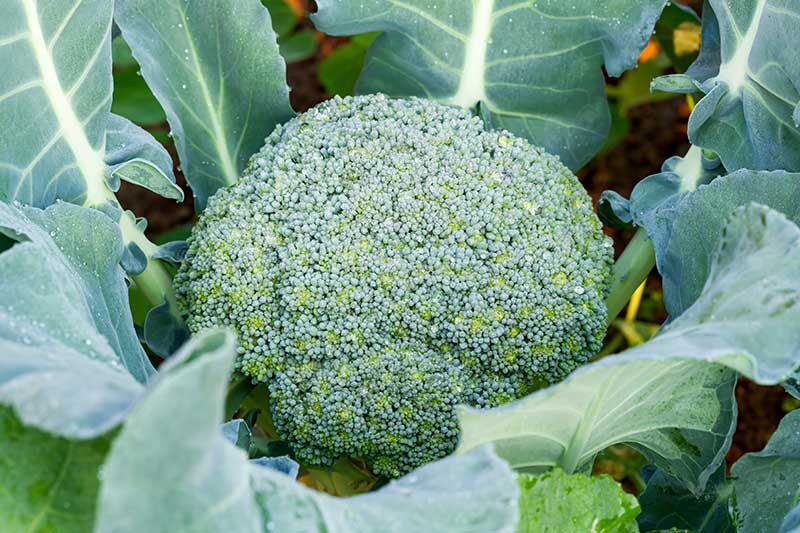 A close up horizontal image of a large green Brassica oleracea var. italica head that is ready for harvest, surrounded by foliage.