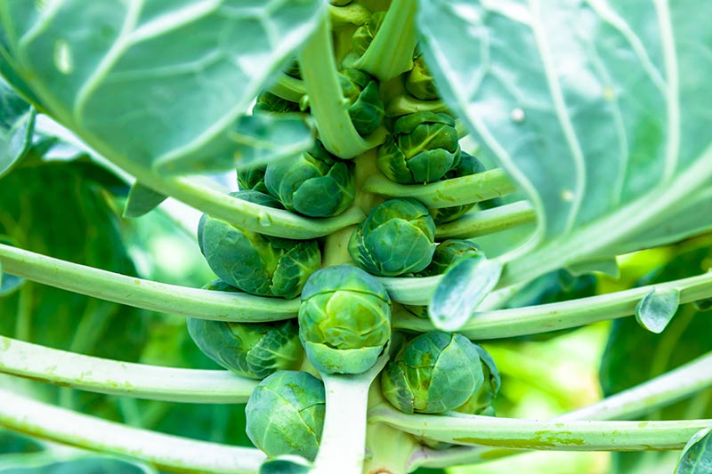 A close up horizontal image of a brussels sprout plant with ready-to-harvest buds surrounded by foliage pictured on a soft focus background.
