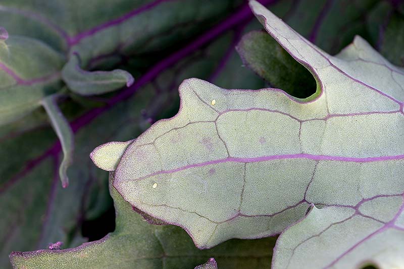 A close up horizontal image of a 'Red Russian' leaf with tiny eggs visible.