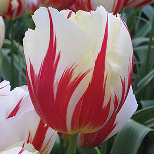 A close up square image of the bright red and white 'Carnavale de Rio' tulip growing in the garden pictured on a soft focus background.