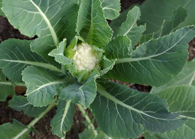 A close up horizontal image of a small, immature cauliflower head developing in the garden, surrounded by dark green foliage, pictured on a soft focus background.