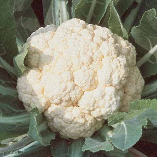 Early White Hybrid cauliflower plant with mature head.