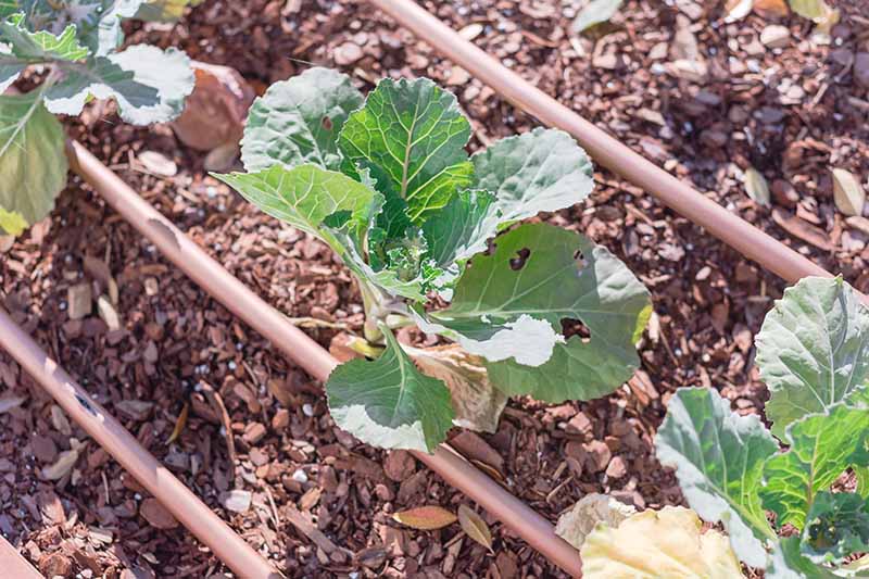 A close up horizontal image of seedlings planted in a raised garden bed with drip irrigation installed in between the rows.