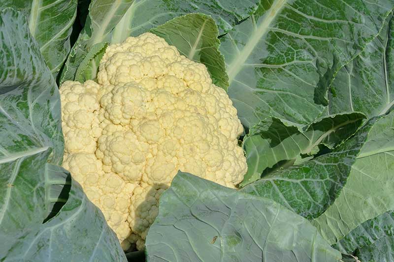 A close up horizontal image of a cauliflower head that's ready to harvest with white curds surrounded by dark green foliage pictured in bright sunshine.