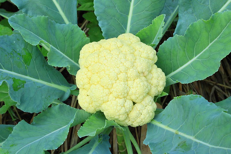 A close up top down horizontal image of a beautiful cauliflower head ready to harvest, surrounded by dark green foliage pictured on a soft focus background.
