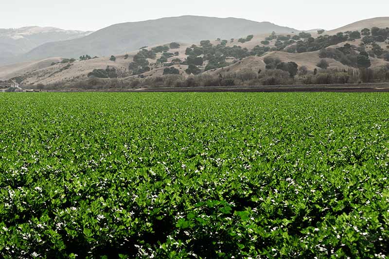 A horizontal image of a commercial plantation of Apium graveolens in a valley with hills in the background.