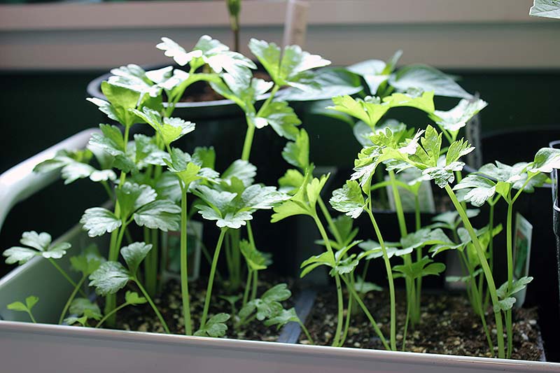 A close up horizontal image of a seedling tray growing small Apium graveolens plants indoors.