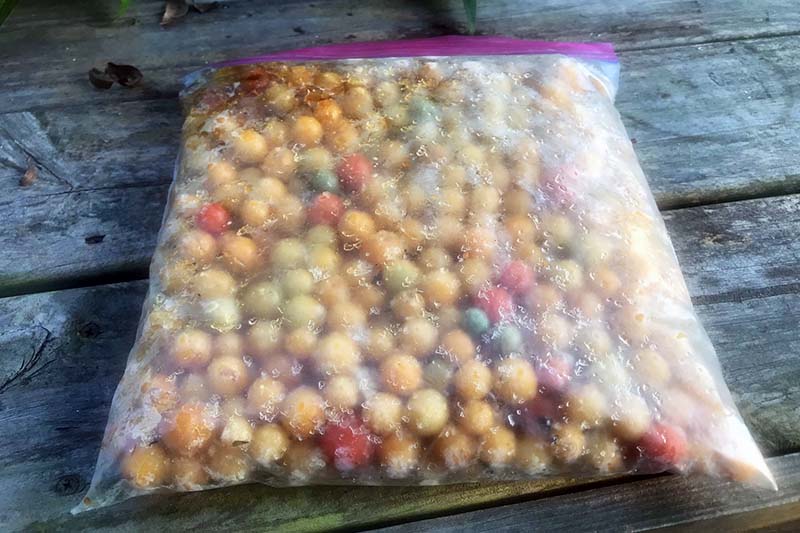 A close up horizontal image of a small reusable plastic bag filled with frozen yellow cherry tomatoes.