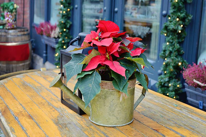 A close up horizontal image of a Euphorbia pulcherrima plant with bright red bracts planted in a metal watering can and set on a wooden surface with a home decorated with Christmas lights in the background in soft focus.