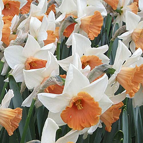 A close up square image of the white flowers with orange centers of 'Chromacolor' daffodils, growing in drifts in the spring garden.