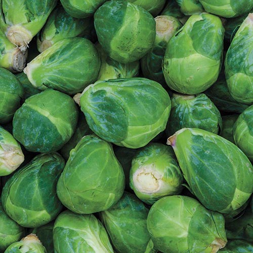 A close up square image of freshly harvested Brassica oleracea var. gemmifera 'Churchill.'