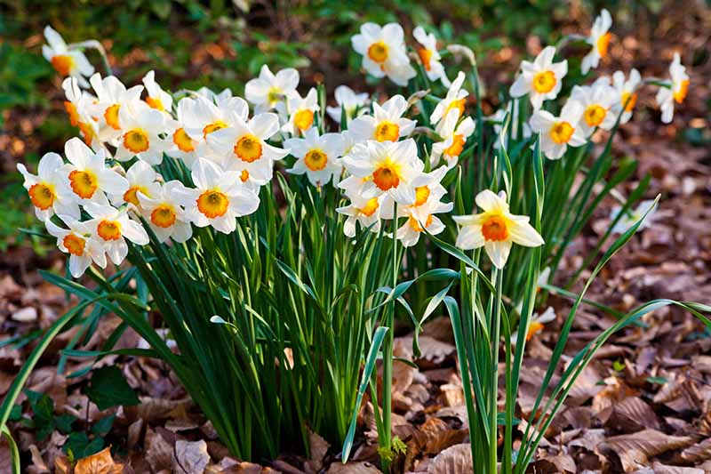 A close up horizontal image of a clump of spring daffodils surrounded by fallen leaves, pictured in light sunshine on a soft focus background.