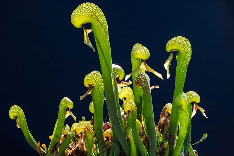 A close up horizontal image of the carnivorous cobra plant pictured on a black background.