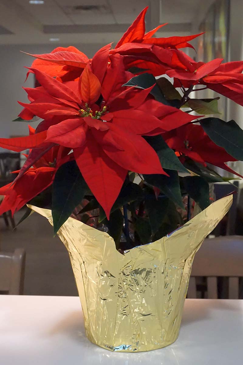 A close up vertical image of a Christmas flower growing in a pot with a gold decorative foil cover set on a white surface pictured on a soft focus background.