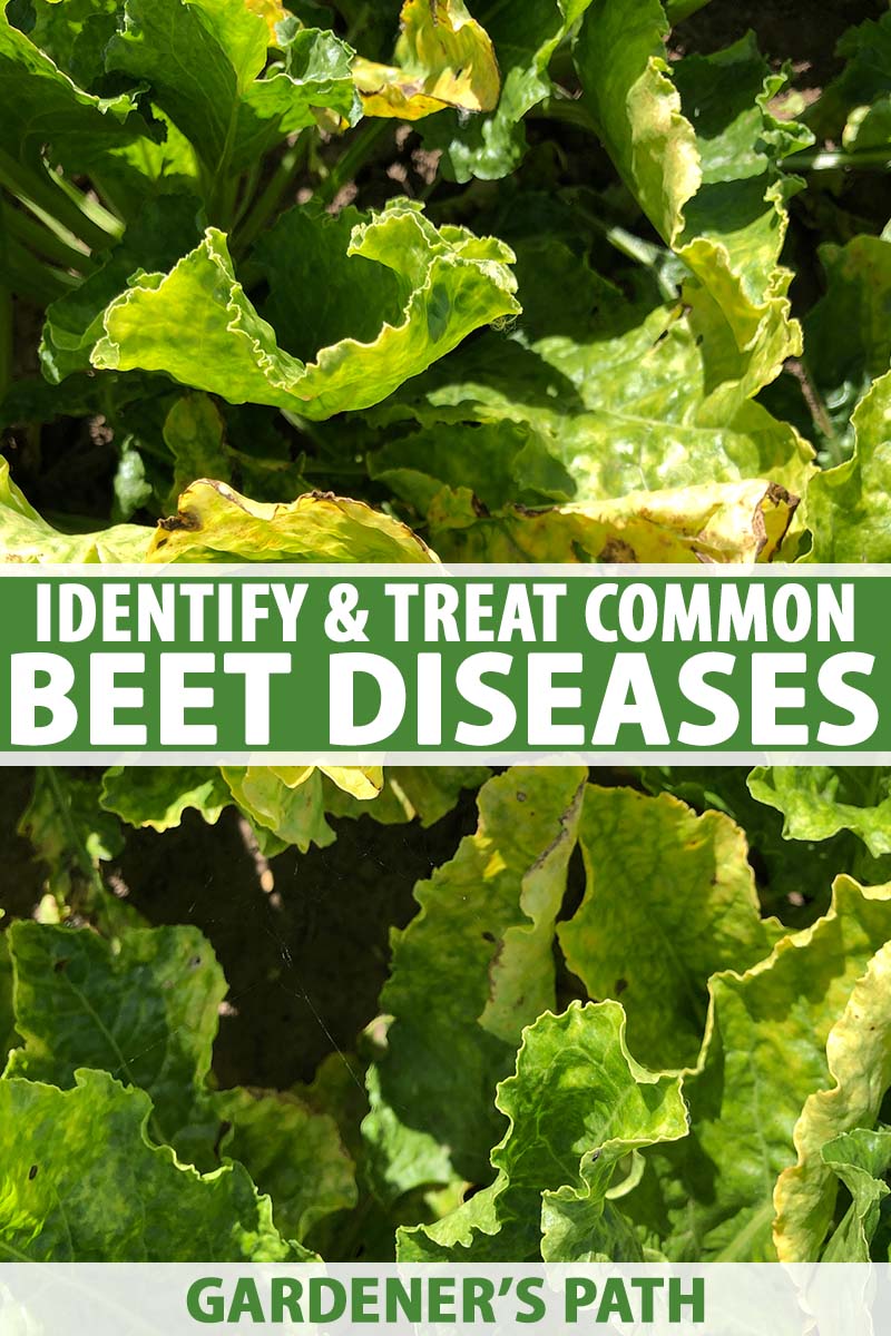A close up vertical image of the foliage of beet plants growing in the garden suffering from an unidentified disease causing them to turn yellow and wilt, pictured in bright sunshine. To the center and bottom of the frame is green and white printed text.