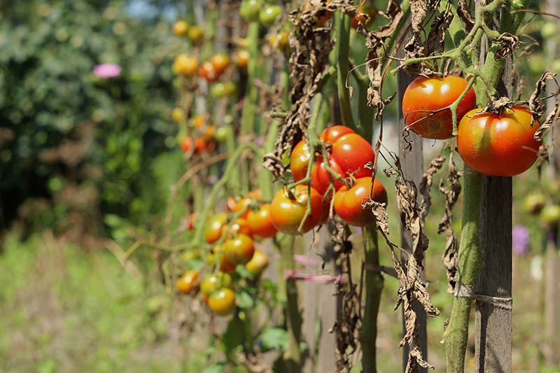 A horizontal image of tomato plants suffering from disease and starting to die off, pictured in bright sunshine fading to soft focus in the background.