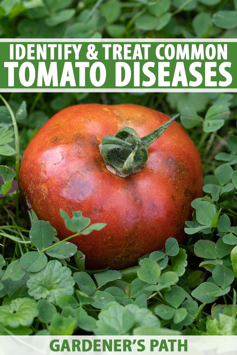 A close up vertical image of a large tomato suffering from a disease that has caused it to go black and start to rot. To the top and bottom of the frame is green and white printed text.