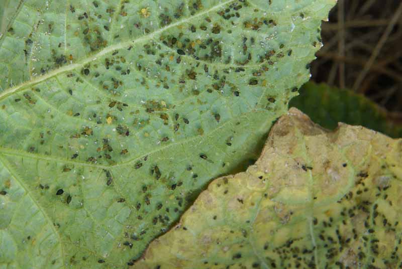 Close up of aphids on a on a leaf.