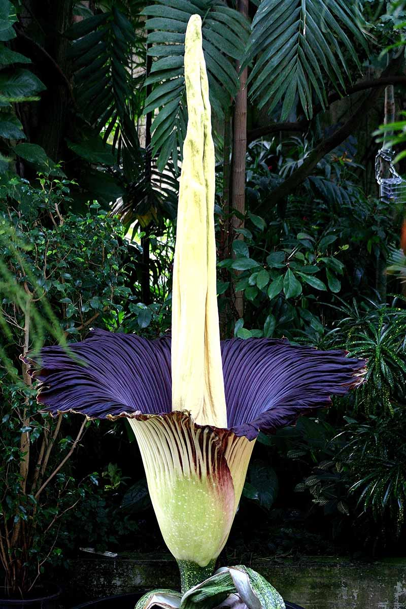 A close up vertical image of a purple corpse flower in full bloom growing in the garden, with trees and shrubs in the background.