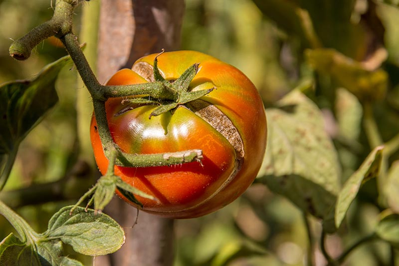 A close up horizontal image of a ripe tomato growing on the vine with a large crack in its surface, pictured in bright sunshine on a soft focus background.