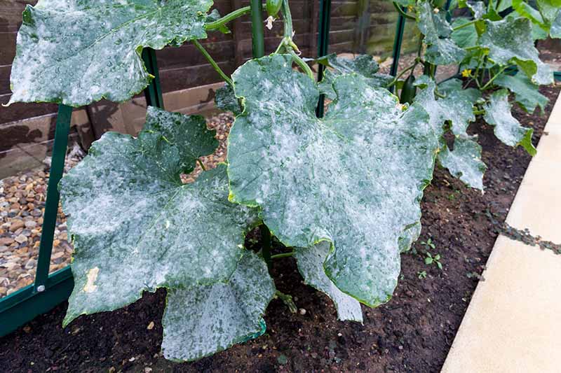 A close up horizontal image of a cucumber plant in a raised bed suffering from powdery mildew, a fungal infection that can be treated by homemade or organic remedies.