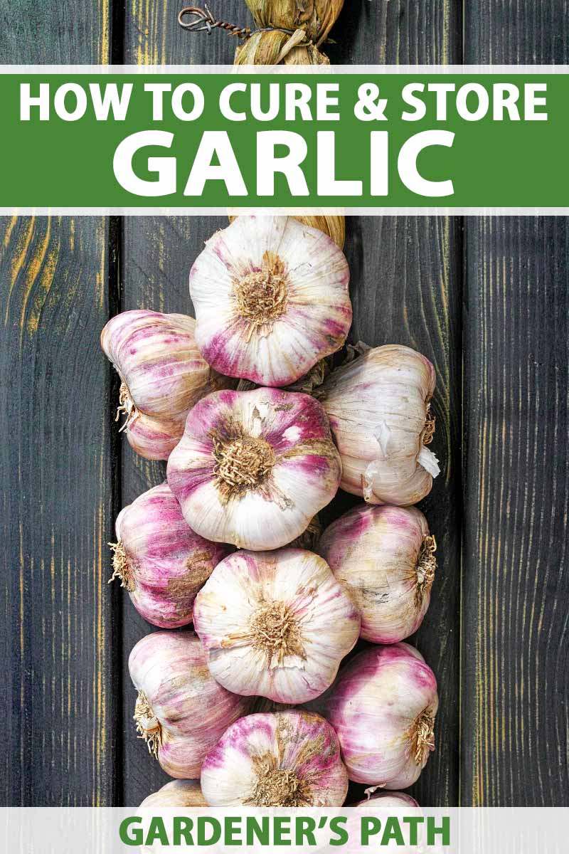 A close up horizontal image of braided garlic bulbs hanging to cure and dry out, pictured in front of a dark wooden wall. To the top and bottom of the frame is green and white printed text.