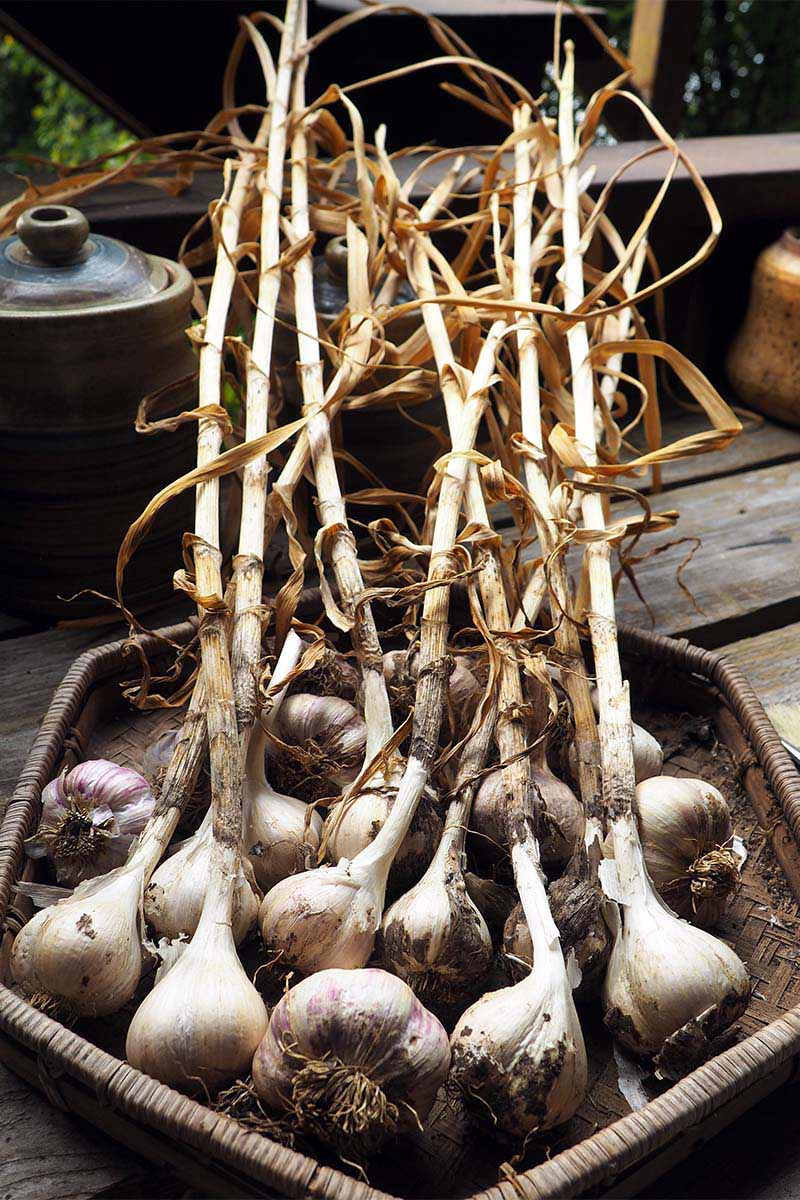 A close up vertical image of a wicker basket containing homegrown softneck garlic bulbs with the stems still attached, set on a wooden surface.