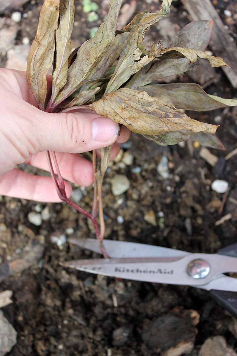 A close up vertical image of a pair of kitchen scissors cutting down the stem of a perennial plant prior to the onset of winter.