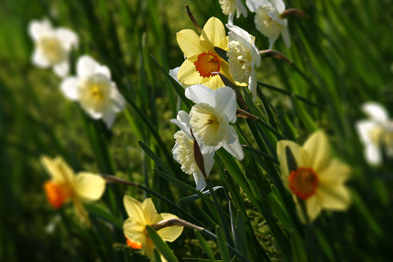 A close up horizontal image of white and yellow narcissus flowers growing in the garden in filtered sunshine pictured on a soft focus background.
