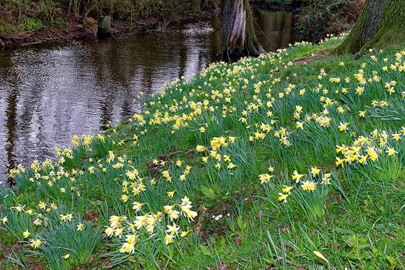 A horizontal image of a riverbank flanked with trees and yellow spring flowers.