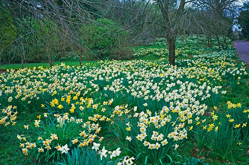 A horizontal image of a roadside border planted with trees and perennial shrubs, with clumps of naturalized daffodils blooming in springtime.