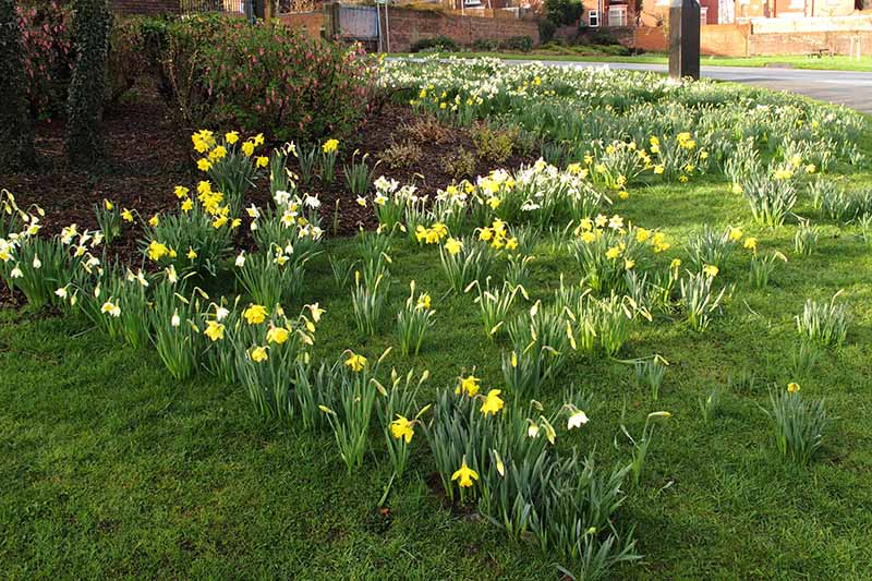 A horizontal image of a roadside border with perennial shrubs, grass, and daffodils blooming in the spring sunshine. In the background are red brick houses in soft focus.