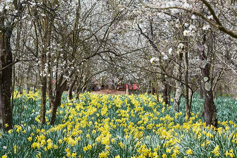 A horizontal image of an orchard with a large swath of yellow flowers growing underneath the trees.