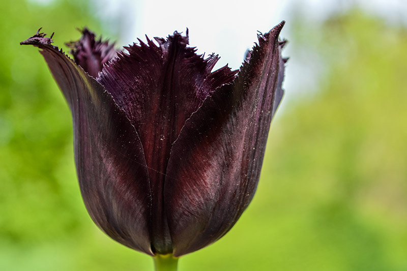 A close up horizontal image of a dark purple, almost black Fringed tulip growing in the garden pictured on a green soft focus background.