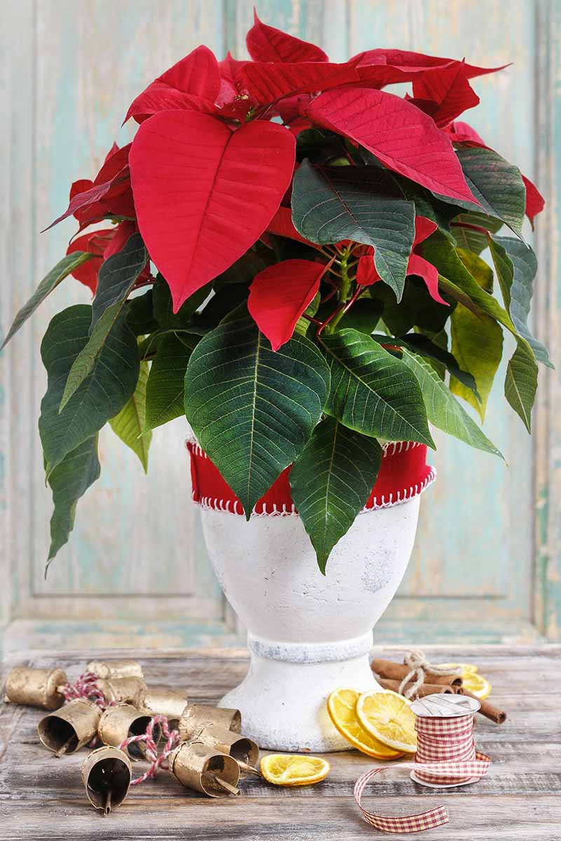 A close up vertical image of a Euphorbia pulcherrima plant growing in a white ceramic pot with a red ribbon around it. Set on a wooden surface, there are Christmas decorations scattered around.