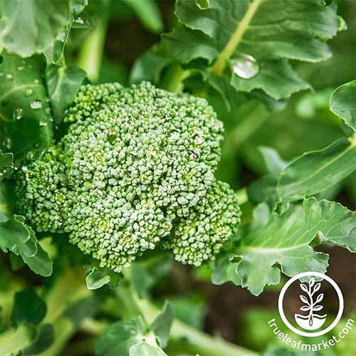 A close up square image of Brassica oleracea var. italica 'Di Ciccio' growing in the garden pictured in bright sunshine, with foliage in soft focus in the background. To the bottom right of the frame is a white circular logo and text.
