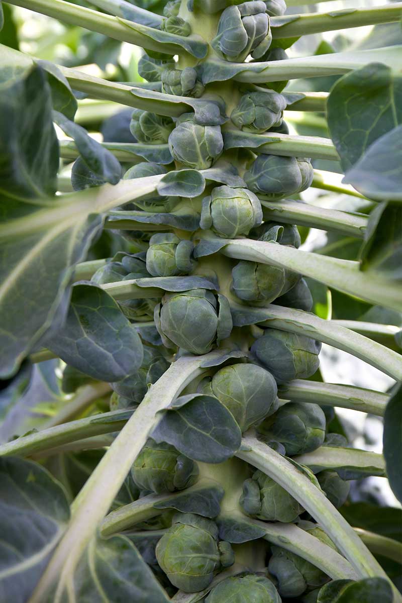 A close up vertical image of a mature brussels sprout plant growing in the garden with tight buds almost ready to harvest surrounded by foliage and pictured on a soft focus background.