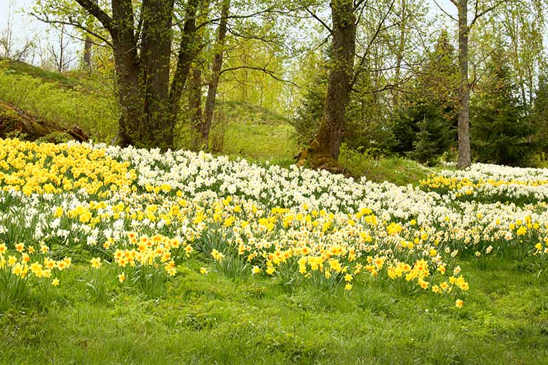A horizontal image of a field with large trees and a large swath of narcissus flowers growing naturally with trees and shrubs in soft focus in the background.