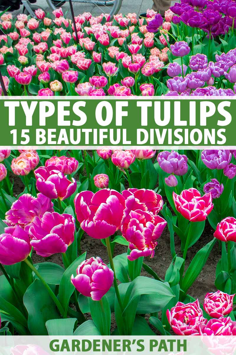 A close up vertical image of different colored varieties of tulips. To the top and bottom of the frame is green and white printed text.