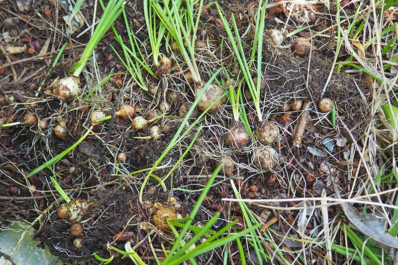A close up horizontal image of spring-flowering bulbs ready to dig out of the ground for propagation by division and replanting.