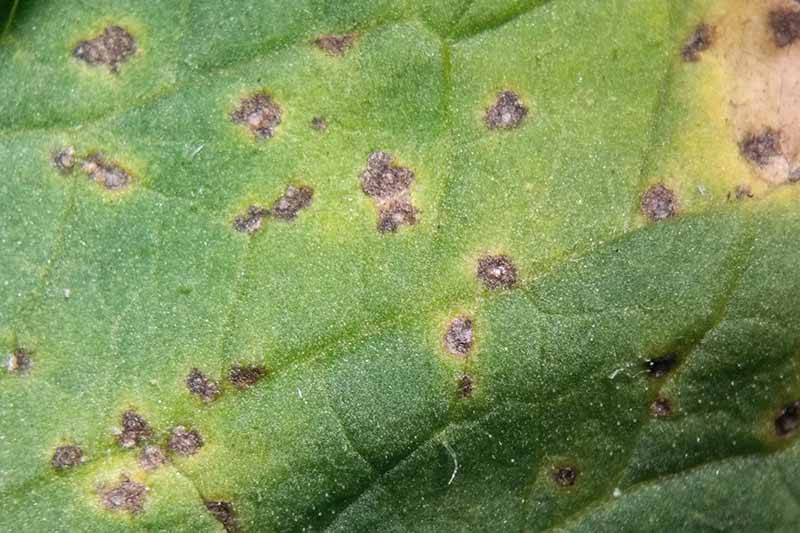 A close up horizontal image of a leaf suffering from bacterial leaf spot.