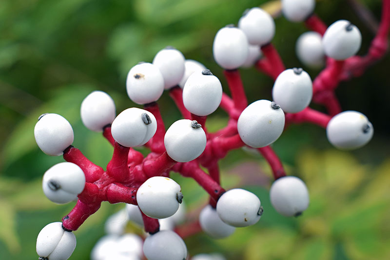 A close up horizontal image of white berries on a red stalk of the doll's eye plant growing in the garden, pictured on a soft focus background.