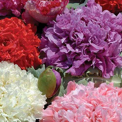 thumbnail image 2 of Double Shirley Poppy Seeds (2000+) | Mixed Colors Annual Flower For Garden, Free Ship 2 of 5