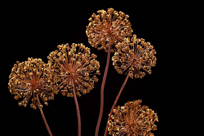 A close up horizontal image of the dried flower heads of flowering alliums growing in the garden pictured on a dark background.